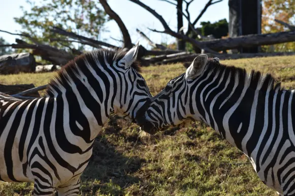 ג'ט10 קזינו תמיכה